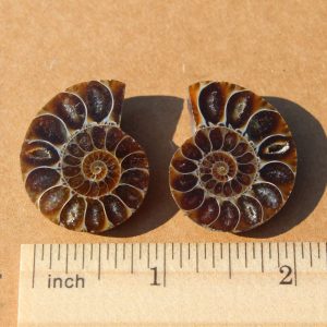 Ammonite Pair from Madagascar