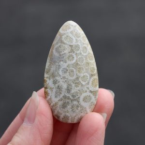 Fossil Coral Puff Teardrop