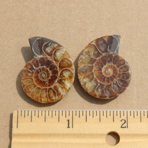 Ammonite Pair from Madagascar