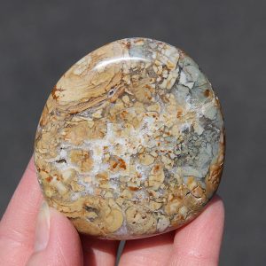 Ibis Jasper Palm Stone from Madagascar