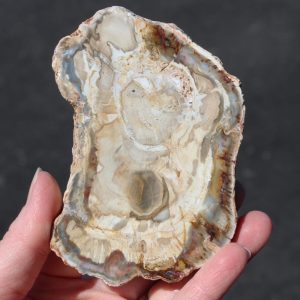 Petrified Wood Slab from Madagascar