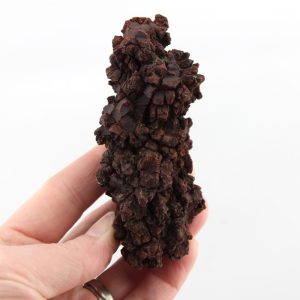 Coprolite (Fossil Turtle Poop)