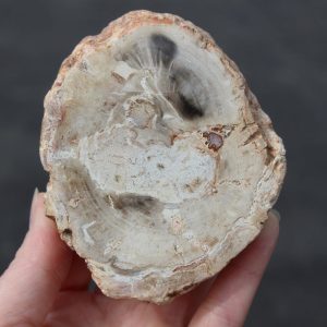 Petrified Wood from Madagascar