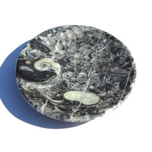 Fossil Dish with Ammonite