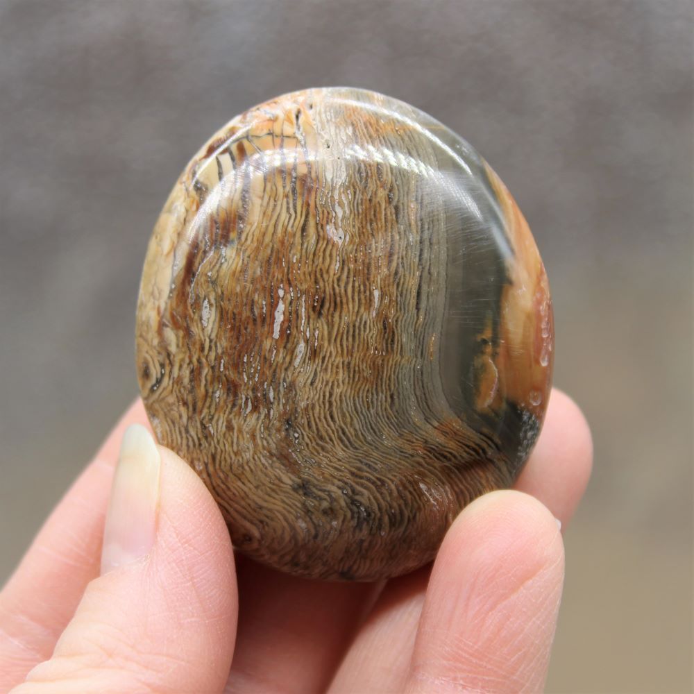 Ibis Jasper Palm Stone from Madagascar