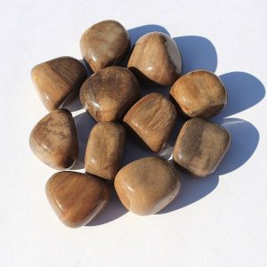 Petrified Wood Tumbled Stone