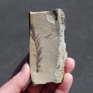 Metasequoia Dawn Redwood Fossil