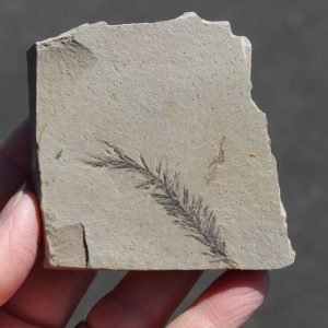 Metasequoia Dawn Redwood