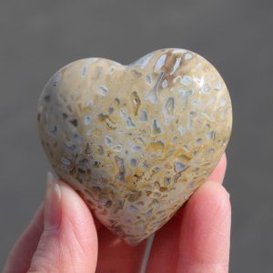 Petrified Palm Root Heart