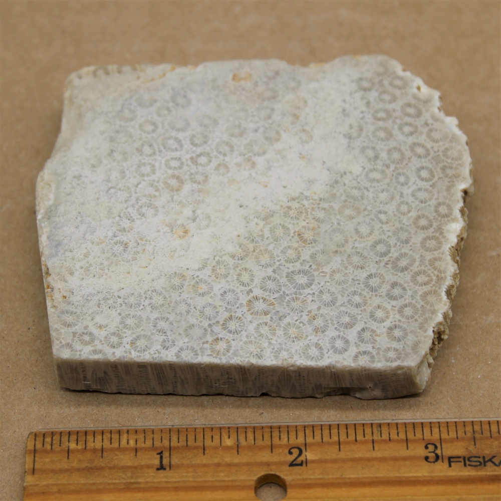 Fossil Coral Slab from Indonesia - Image 2