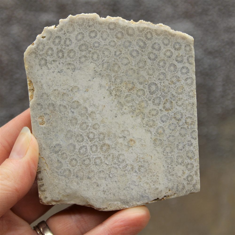 Fossil Coral Slab from Indonesia
