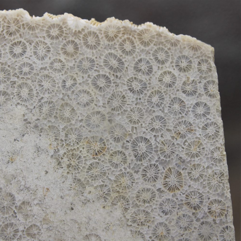 Fossil Coral Slab from Indonesia - Image 3