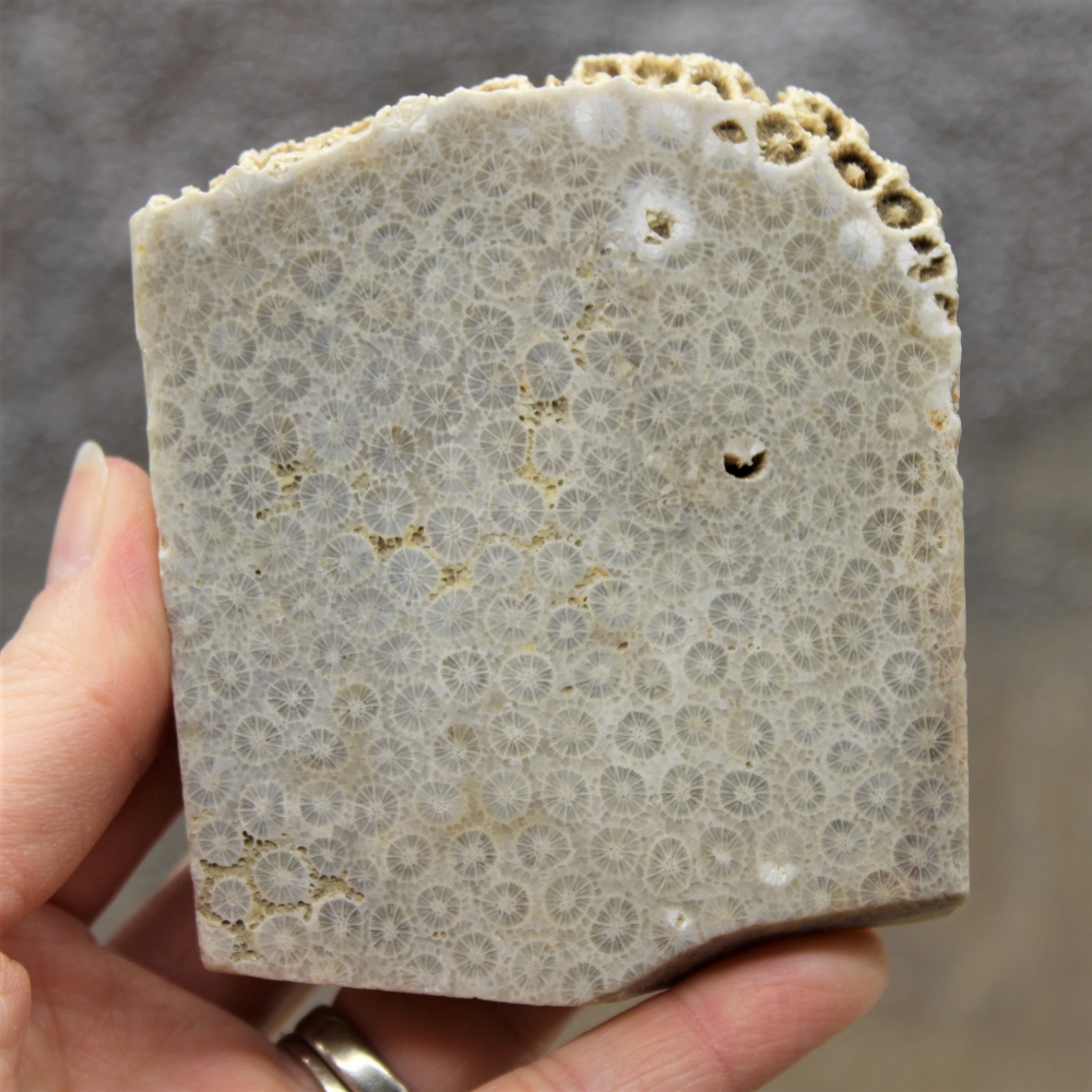 Fossil Coral Slab from Indonesia - Image 4