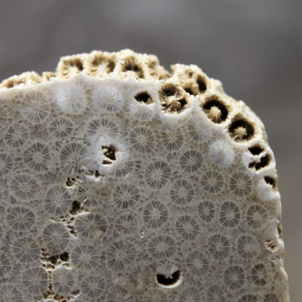 Fossil Coral Slab from Indonesia - Image 5
