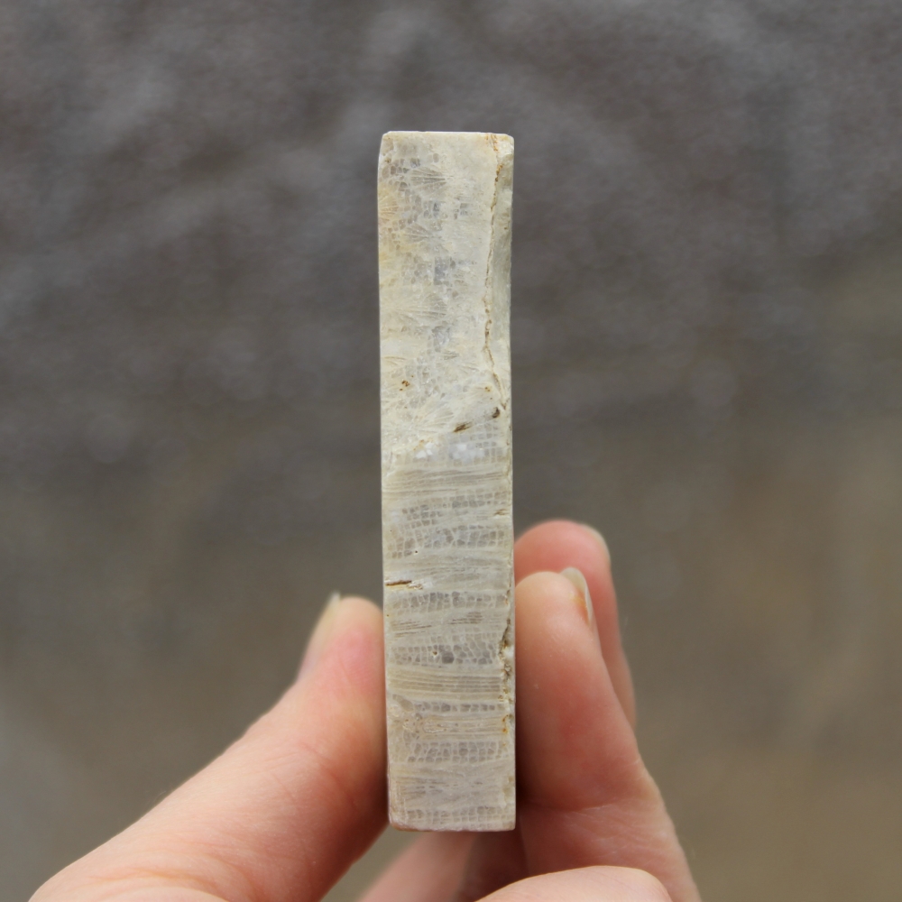 Fossil Coral Slab from Indonesia - Image 6