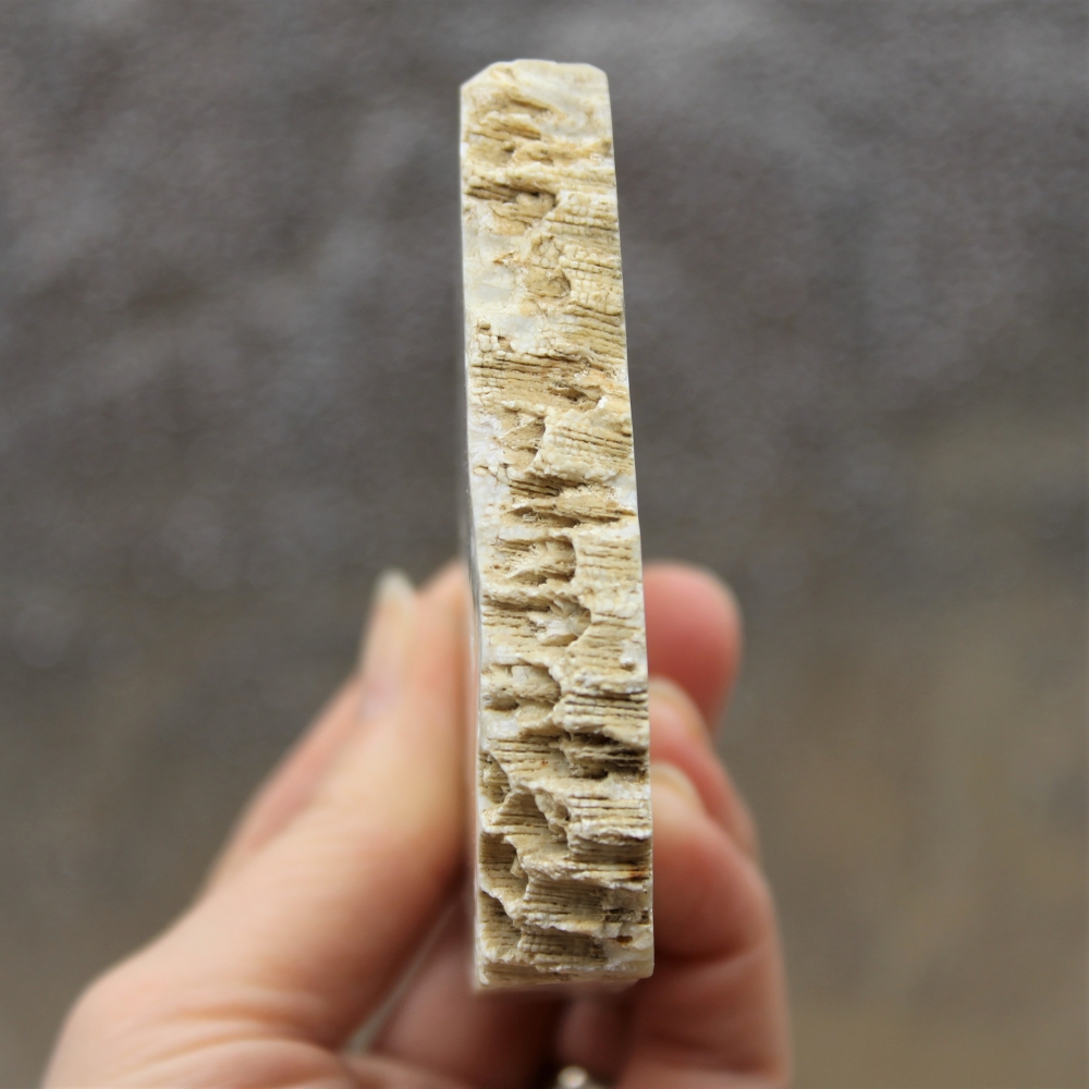 Fossil Coral Slab from Indonesia - Image 7