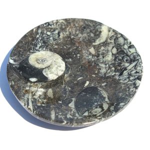Fossil Dish with Ammonite