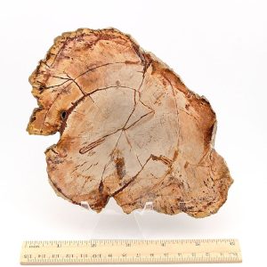 Petrified Wood Slab from Indonesia