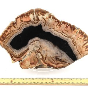 Petrified Wood Slab from Indonesia