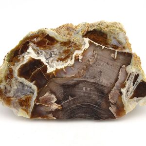 Petrified Wood Display Piece