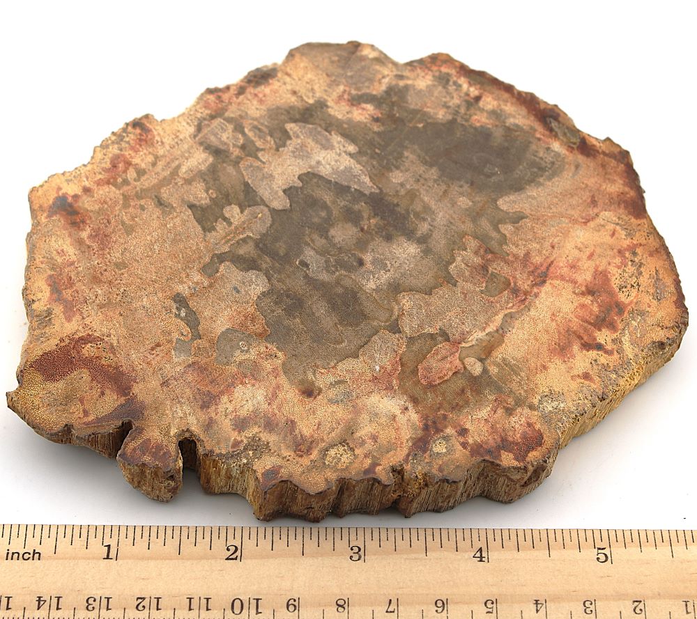 Petrified Wood Slab from Indonesia - Image 2
