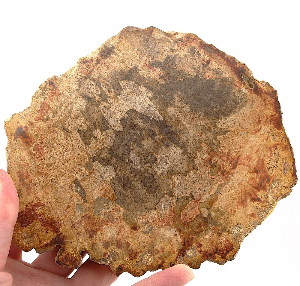 Petrified Wood Slab from Indonesia - Image 3