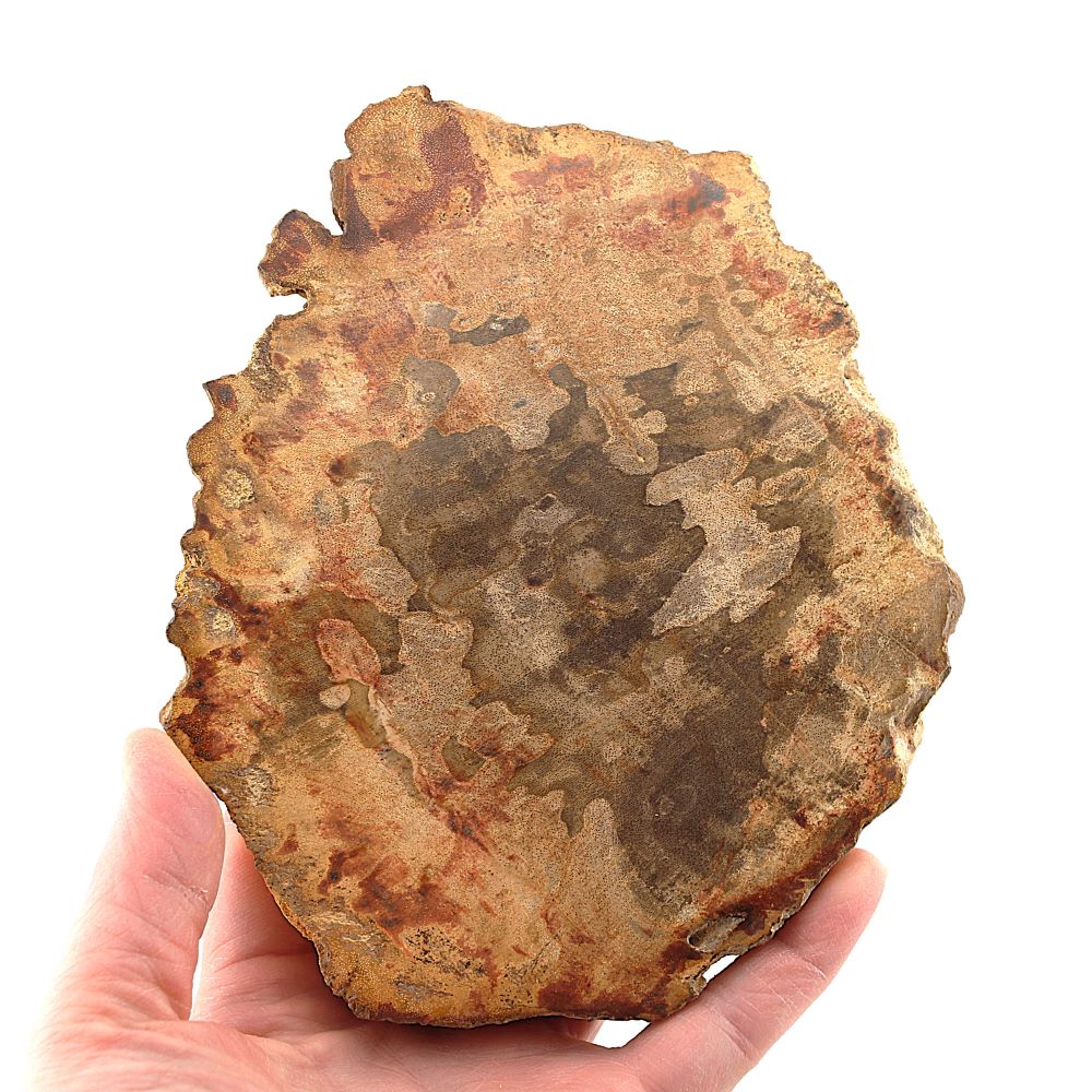 Petrified Wood Slab from Indonesia - Image 4