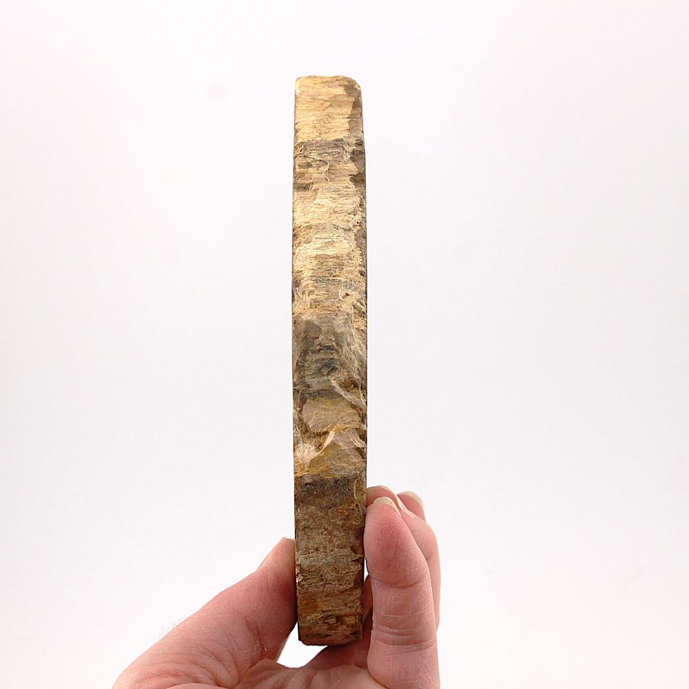 Petrified Wood Slab from Indonesia - Image 5