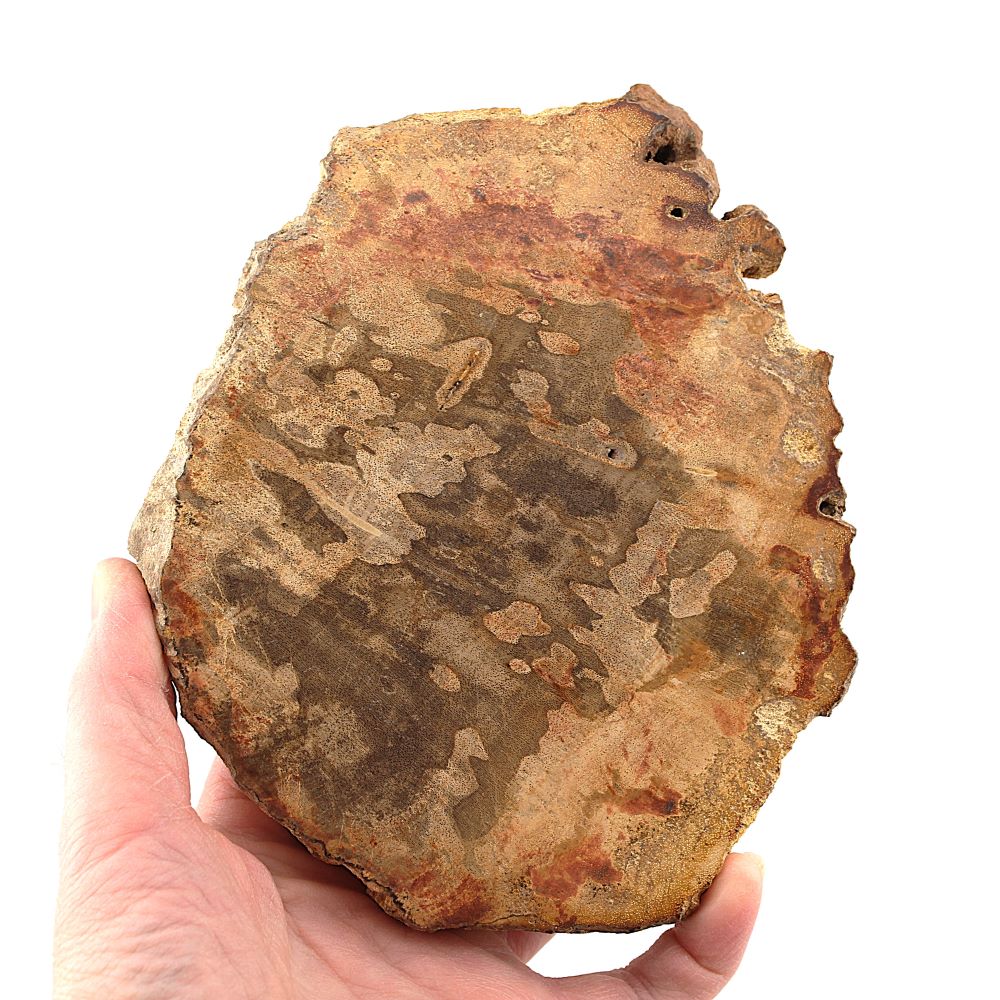 Petrified Wood Slab from Indonesia