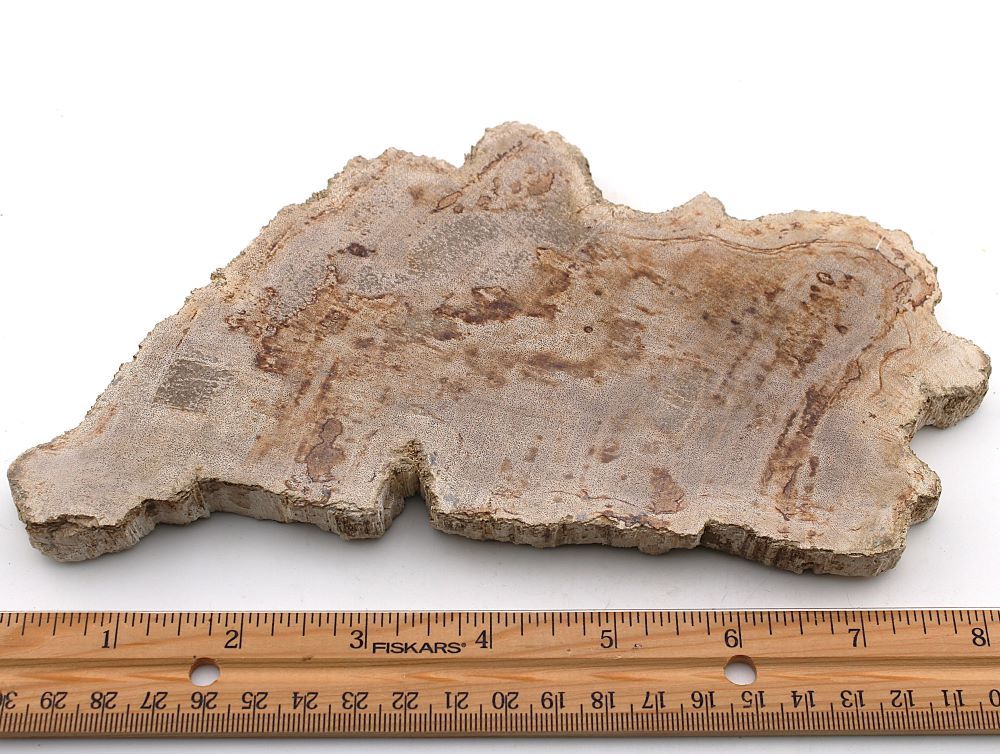 Petrified Wood Slab from Indonesia - Image 5