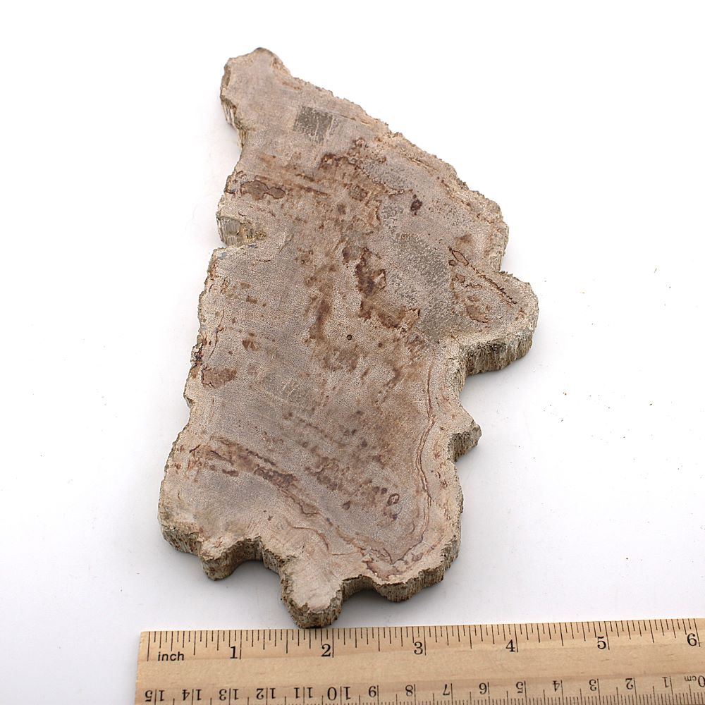 Petrified Wood Slab from Indonesia - Image 4