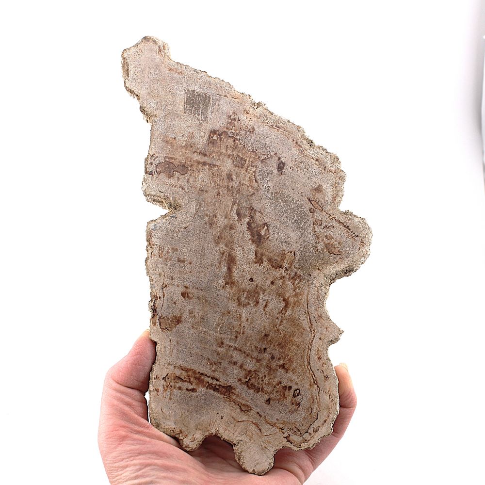 Petrified Wood Slab from Indonesia