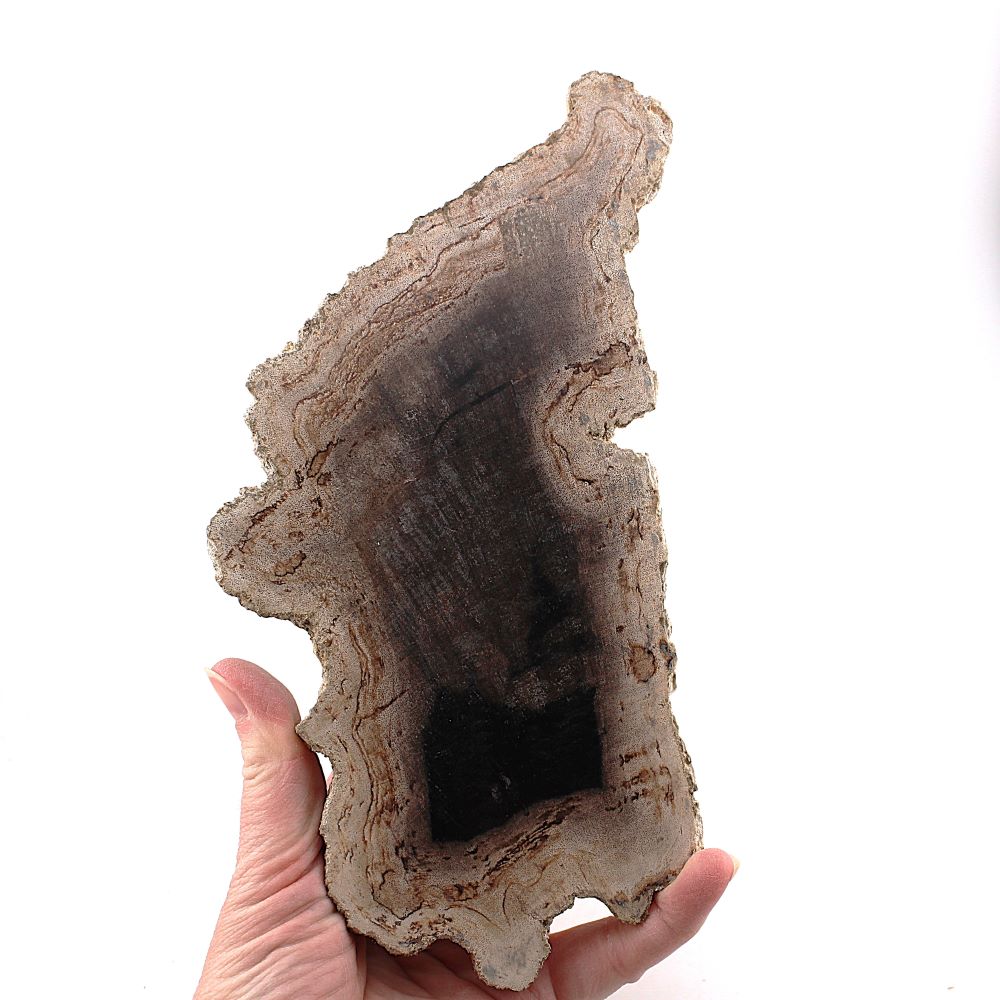 Petrified Wood Slab from Indonesia - Image 2