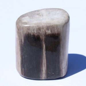 Petrified Wood from Indonesia