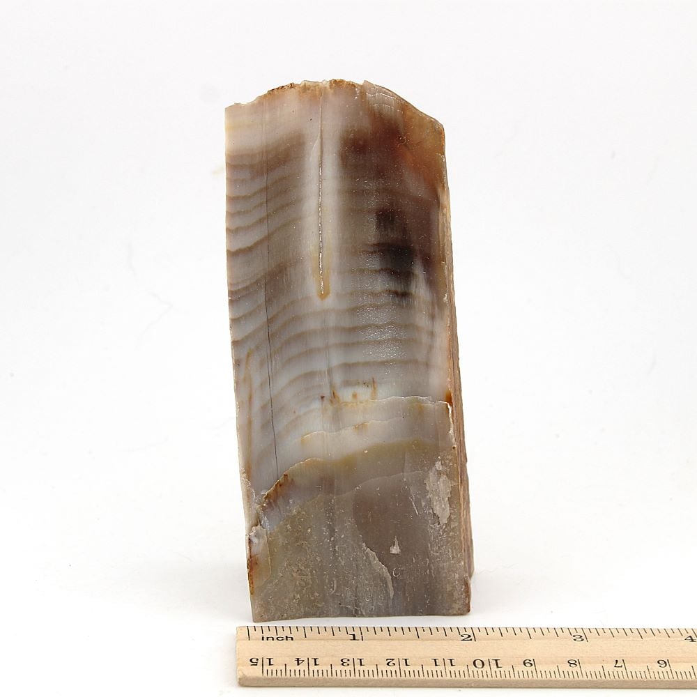 Petrified Wood Display Piece - Image 3