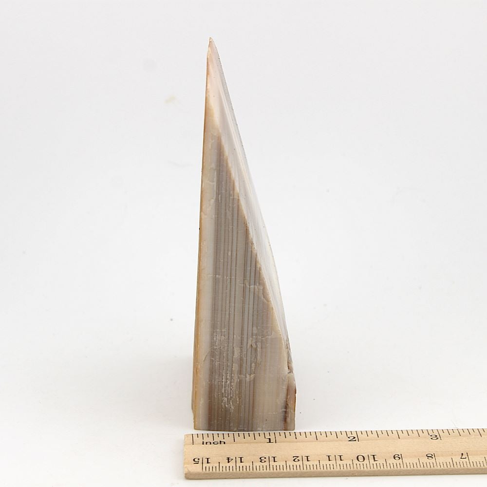 Petrified Wood Display Piece - Image 2