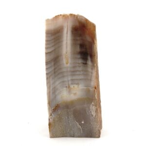Petrified Wood Display Piece