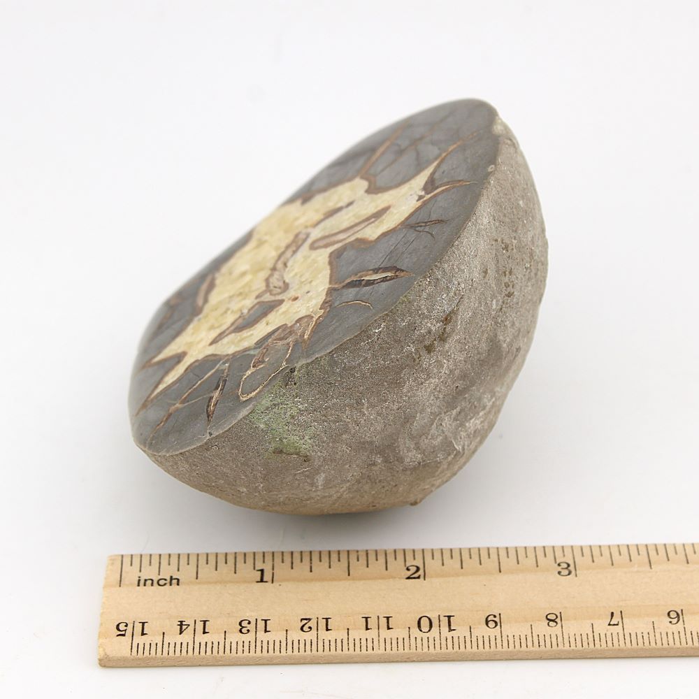 Septarian (Dragon Egg) from Utah - Image 3