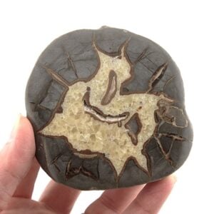 Septarian (Dragon Egg) from Utah
