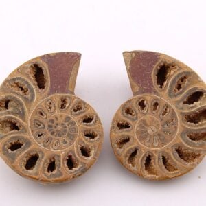 Ammonite Pair from Madagascar