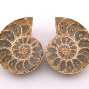 Ammonite Pair from Madagascar